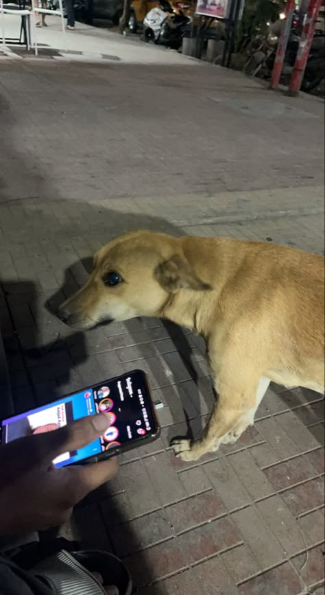 Fake Friend Snaps Night, Night Dog Snap, Street Dog Snap, Fake Dog Snaps, Fake Aesthetic Snaps, Street Dogs Aesthetic, Fake Night Snap, Aesthetic Fake Snap, Fake Snapchat Stories