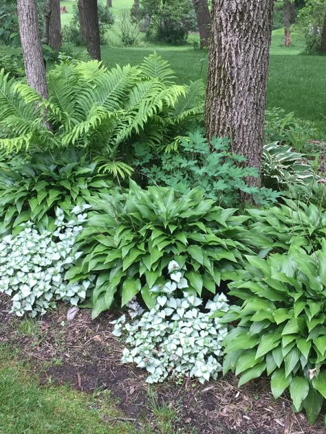 Hostas And Ornamental Grasses, Woodland Rock Garden, Woodland Border Landscaping, Shady Woodland Garden, Hosta Border Ideas, Hosta Fern Garden, Fern And Hosta Gardens, Shady Border Plants Uk, Woodlands Landscaping