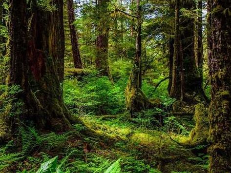 Russian Heritage, Exterior Door Colors, Sitka Alaska, Tongass National Forest, Native Culture, Door Colors, Temperate Rainforest, Forest Trail, Rocky Shore