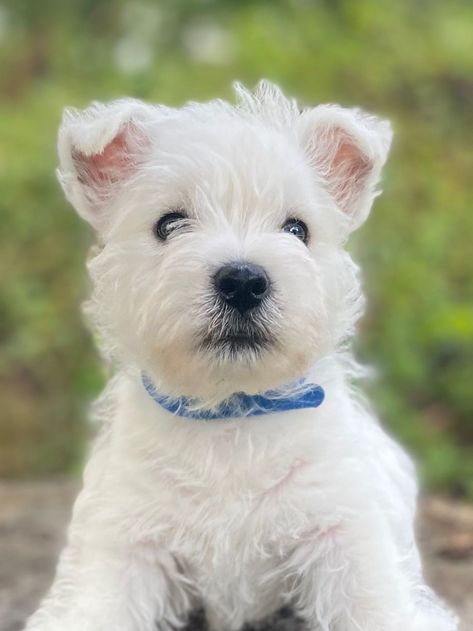 Timms Mill Terriers - West Highland White Terrier Puppies For Sale In Pendleton, SC - Born on 04/29/2024 Westie Puppies For Sale, Westie Puppies, Terrier Puppies, West Highland White, West Highland White Terrier, White Terrier, American Kennel Club, West Highlands, Puppies For Sale