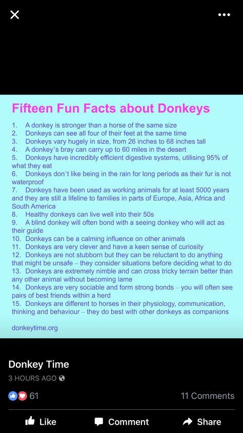 Facts About Donkeys, Anne Oakley, Donkey Care, Donkey Cart, Donkey Drawing, Miniature Donkeys, Mini Donkey, Goat Barn, Miniature Donkey