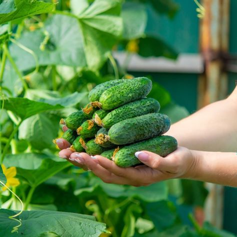 How To Fertilize Cucumbers - The Secret To A Bigger Harvest! How To Make Cucumbers Last Longer, What To Do With Excess Cucumbers, Cucumber Harvest, When To Harvest Cucumbers, Excess Cucumbers, Cucumber Plants, Cucumber Trellis, Cucumber Seeds, Cucumber Plant