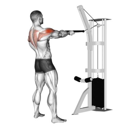 Face Pull Face Pull Exercise, Rear Deltoid Exercises, Deltoid Workout, Fitness Training Plan, Face Pulls, Rear Delt, Cable Machine, Training Plan, Shoulder Workout