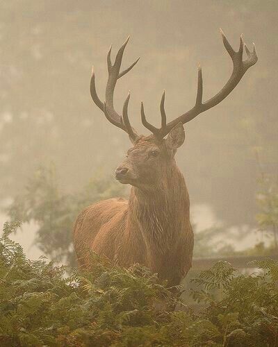 Red Stagg Bradgate Park, Morning Photography, Foggy Day, Animal Spirit Guides, Deer Family, Red Deer, Animal Planet, Nature Animals, In The Woods