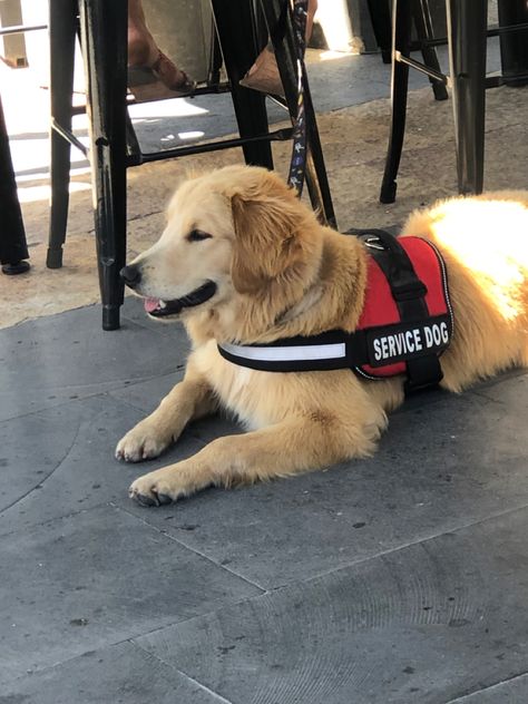 Puppy love Golden Retriever Service Dog Aesthetic, Dog Vision Board, Service Dog Aesthetic, Billy Showalter, Dog Vision, Golden Retriever Service Dog, Service Dog Gear, Psychiatric Service Dog, Service Dogs Gear