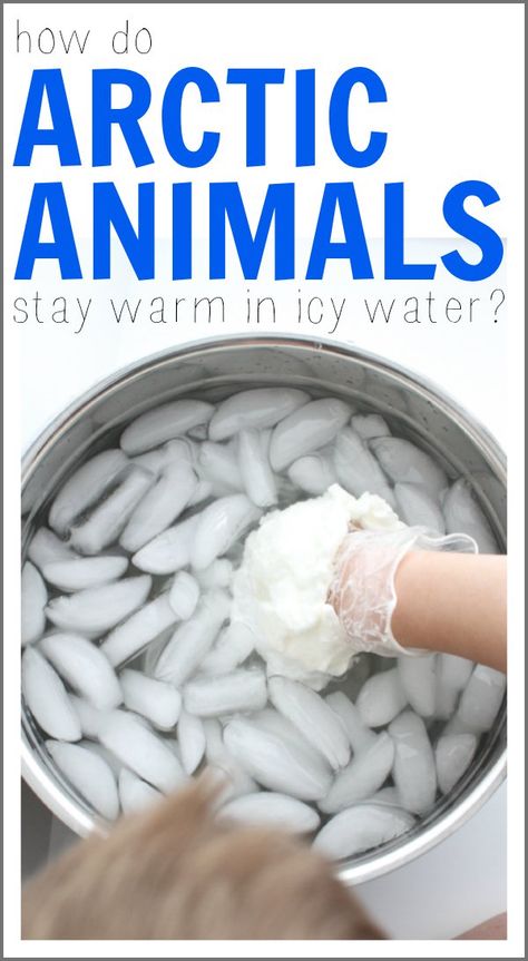 Polar Animals Preschool, Arctic Animals Preschool, Cool Science Fair Projects, Winter Science, Animal Lessons, Kid Science, Polar Animals, Kid Experiments, Animal Science