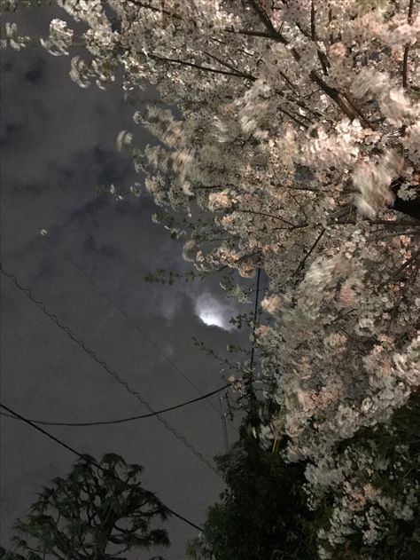 Pretty Flowers Pictures, Cherry Blossom Wallpaper, Sky Images, Iphone Wallpaper Landscape, The Moon Is Beautiful, Tokyo Ghoul Anime, Pretty Landscapes, Background Aesthetic, Late Spring