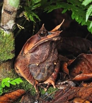 Long-nosed Horned Frog (Megophrys nasuta) Thailand, Malaysia, Singapore, Sumatra Horned Frog, Frog Species, Amazing Frog, Horned Frogs, Animal Study, Interesting Animals, Vivarium, A Frog, Frog And Toad