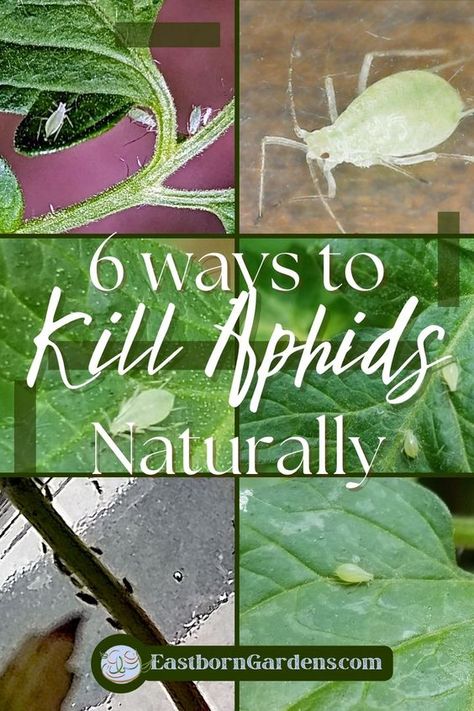 Tired of aphid infestations in your garden? Here are 6 natural solutions to get rid of them for good! No need to use harmful chemicals in your garden. These easy steps will have your garden pest-free in no time, all while staying kind to your plants, vegetables and other beneficial insects. Follow the tips in this guide and turn these aphids from pest to past! Pin this guide to your board for future reference and get your garden the help it needs to thrive! Insecticide For Plants, Aphids On Plants, Pesticides For Plants, Aphid Spray, Plant Lice, Get Rid Of Aphids, Plant Bugs, Natural Insecticide, Plant Insects