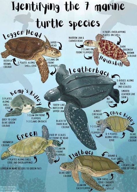 Types Of Sea Turtles, Marine Biology Sea Turtles, Marine Biology Aesthetic Notes Sea Turtles, Marine Biology Notes Turtle, Marine Biology School, Sea Turtle Notes, Marine Biologist Wallpaper, Marine Biology Major Aesthetic, Marine Biologist Aesthetic Notes