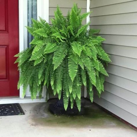 Ferns grow surprisingly well in many different situations and grow best when settled between April and October. Fern Seeds, Nephrolepis Exaltata, Fern Tree, Common House Plants, Bonsai Seeds, Boston Fern, Fern Plant, Garden Containers, Air Humidifier