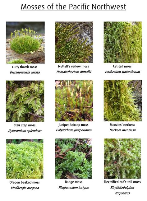 #moss #identification #pnw #pacific #cascadia #nature Pnw Garden, Native Plant Landscape, Plant Landscape, Natural Landscaping, Terrarium Ideas, Lichen Moss, Tree Identification, Plant Fungus, Moss Garden