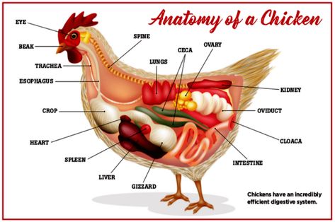 Chicken Anatomy, Organs Anatomy, Animal Vet, Chicken Incubator, Ag Teacher, Chicken Keeping, Chicken Ideas, Egg Incubator, Laying Hens