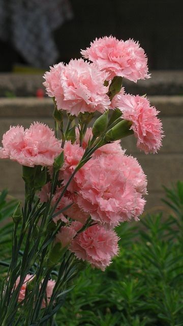 Carnation Plants, Dianthus Caryophyllus, Flower Fragrance, Pink Carnations, Carnation Flower, The Secret Garden, Beautiful Flowers Pictures, Flower Pictures, Ikebana