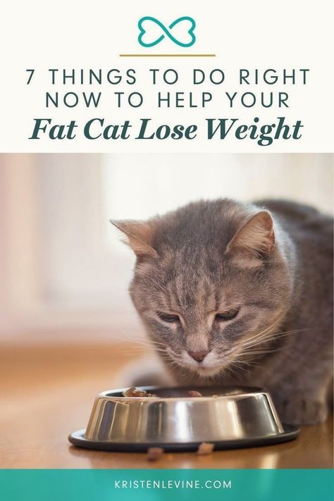 Don't know how to help your fat cat lose weight? I've gathered 7 things you can do right now to help your cat lead a healthier life. Obese Cat, Cat Lead, Cat Diet, Fat Cat, Food Out, Pet Care Tips, Lose 50 Pounds, Living A Healthy Life, Cat Health