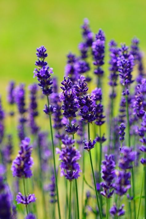 Lavender Wands, Lavender Varieties, Drought Tolerant Perennials, Growing Lavender, Family Flowers, Aromatic Plant, Lavender Garden, Flower Farmer, Lavender Plant