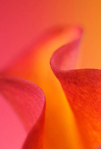 Foto Macro, Power Puff, Living Coral, Orange You Glad, Rose Orange, Orange Aesthetic, Wallpaper Vintage, Orange Art, Orange Crush