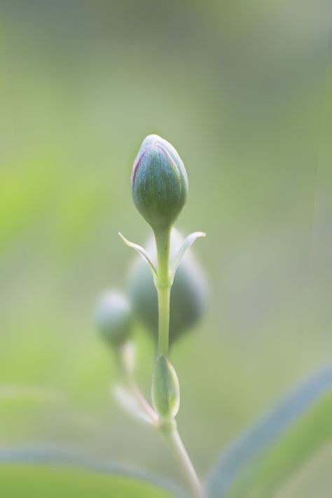 Flower Bud Aesthetic, Intermediate Drawing, Print Design Trends, Plant Bud, Bud Flower, Silicate Minerals, Flower Inspiration, Alight Motion, Nature Flowers