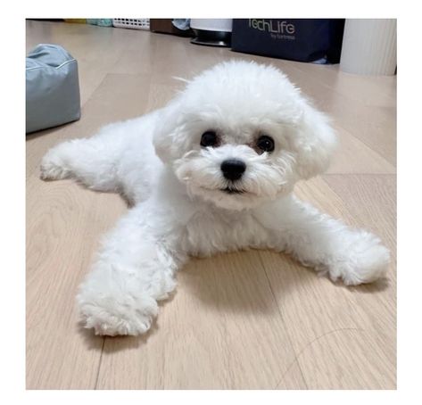 White Maltipoo Full Grown, White Toy Poodle Aesthetic, Bichon Frise Watercolor, Bichon Frise Aesthetic, Bichon Poodle Mix, Dog Grooming Diy, Bichon Dog, Bichon Frise Puppy, Pet Corner