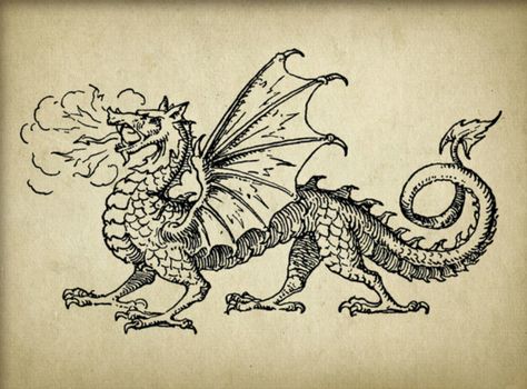 Dragon Etching Tattoo, Dragon Engraving Tattoo, Dragon Illustration Tattoo, Illustrative Dragon Tattoo, Mid Evil Dragon Tattoo, Storybook Illustration Tattoo, Fairytale Dragon Tattoo, Dragon Tattoo Medieval, Vintage Dragon Tattoo