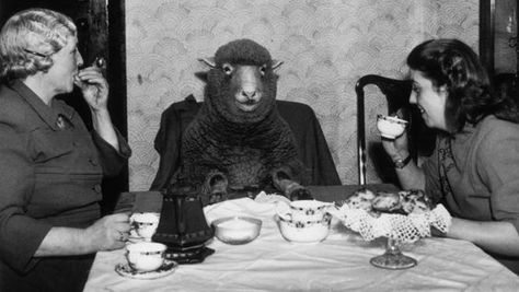 Two women having tea with their sheep Photos Vintage, Cats Having Tea Party, Funny Vintage Photos, Sipping Tea Meme, Black Sheep Of The Family, Black Sheep, Photo Vintage, Vintage Humor, Vintage Pictures