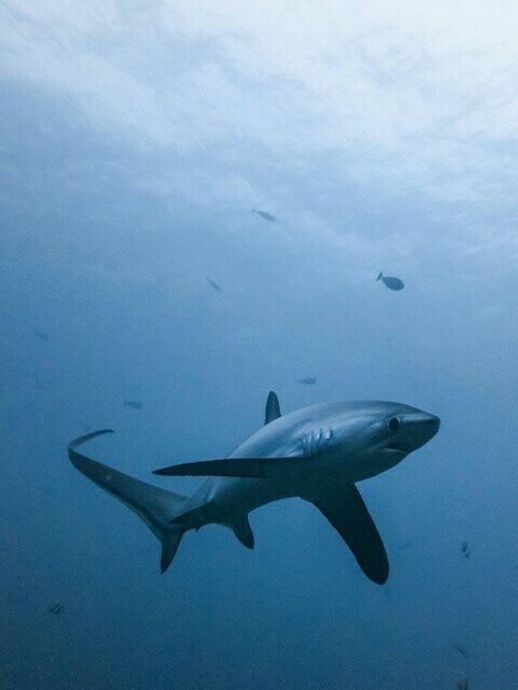 Sharks: Thresher Shark. Save Sharks, Ocean Aesthetics, Marine Species, Thresher Shark, Save The Sharks, Shark Pictures, Fauna Marina, Bull Shark, Kingdom Animalia