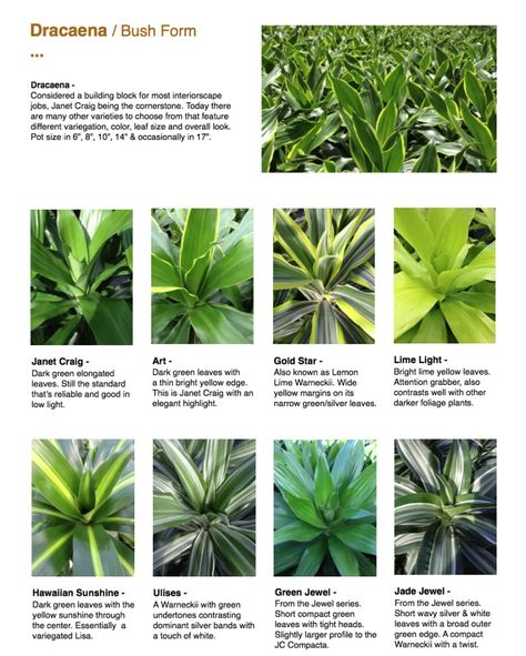 Dracaena Plant Types, Dracena Plant, Plant Knowledge, Plants 101, Weave Braid, Dracaena Marginata, Dracaena Plant, Yellow Sunshine, Plant Care Houseplant