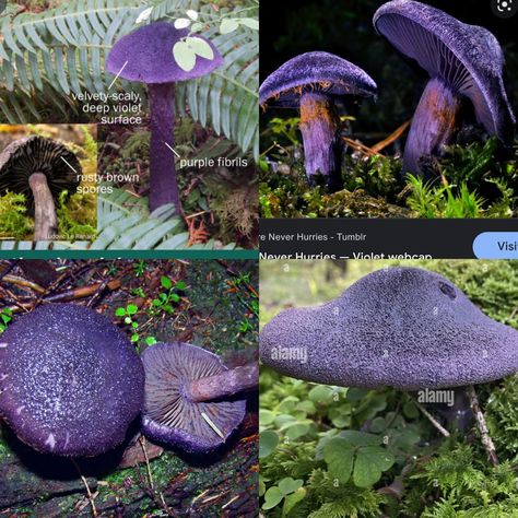 Purple Mushroom Hat, Purple Mushroom Costume, Ink Mushroom, Mushroom Cosplay, Colourful Mushrooms, Mushroom Hats, Purple Mushrooms, Mushroom Costume, Purple Mushroom