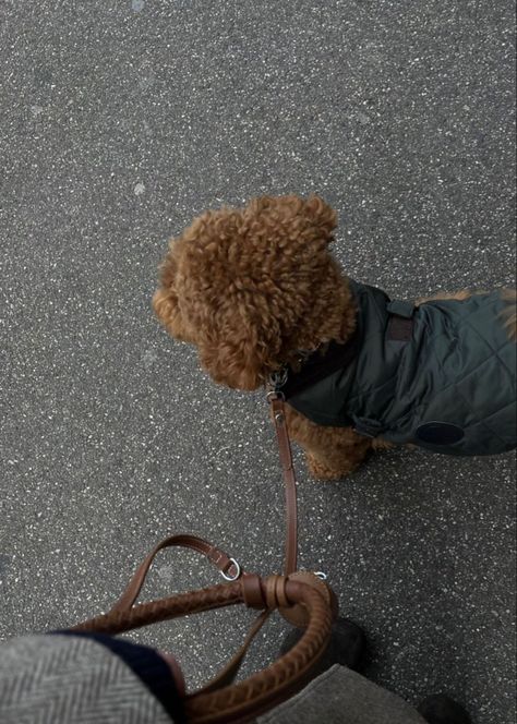 Toy Poodle Aesthetic, Fall Family Aesthetic, Poodle Aesthetic, Maltipoo Aesthetic, Akita Inu, Toy Poodle Puppies, Teddy Bear Dog, Dog Mommy, Super Cute Puppies