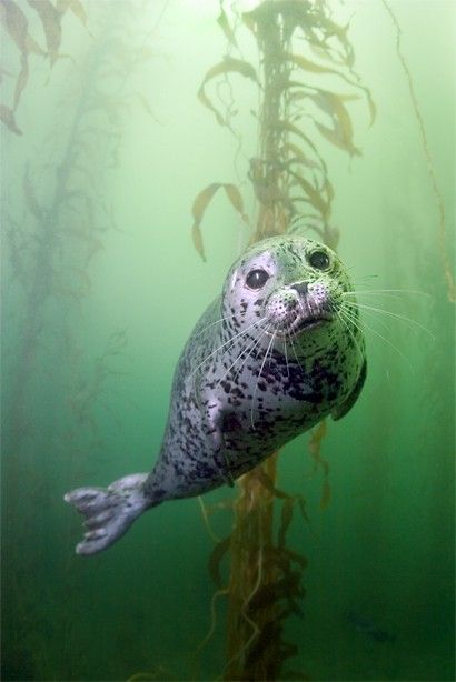 Sweet little seal in a kelp forest. Creature Marine, Harbor Seal, A Seal, Water Animals, Underwater Life, Marine Mammals, Sea Lion, Ocean Creatures, Ocean Animals