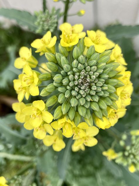 Did you know that these beautiful yellow broccoli flowers are edible??   They taste so good simply raw or you can cook them as well!   Check out more about broccoli in our free iOS and Android app! Broccoli Flower, Broccoli Plant, Garden Inspo, Yellow Leaves, Grow Your Own Food, Love You Mom, All About Plants, Yellow Flowers, Green Leaves