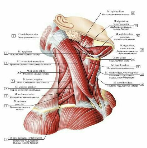 Neck Muscle Anatomy, Body Muscle Anatomy, Punkty Spustowe, Human Muscle Anatomy, Neck Muscles, Yoga Anatomy, Human Body Anatomy, Human Anatomy Drawing, Muscle Anatomy