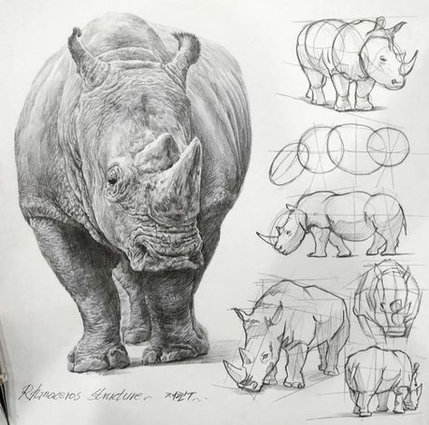 Rhino Animal, Trust Design, Structural Drawing, Animal Study, Drawing Studies, Your Drawing, Rhinos, Arte Sketchbook, Anatomy Drawing