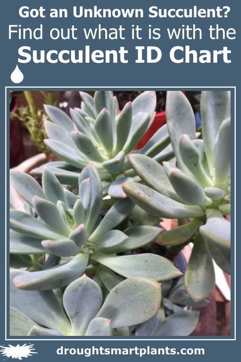 Identify your succulent here... Succulent Care Instructions, Elephant Food, Common Garden Plants, Succulent Images, Garden Succulents, Succulent Garden Diy, Succulent Care, Succulents Indoor, Flower Spike