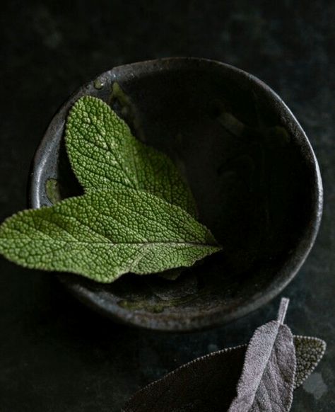 Dark Food Photography, Alchemy Art, Canon 5d Mark Iii, Healing Plants, Botanical Illustration Vintage, Sage Leaves, Healing Herbs, Chiaroscuro, Brain Function