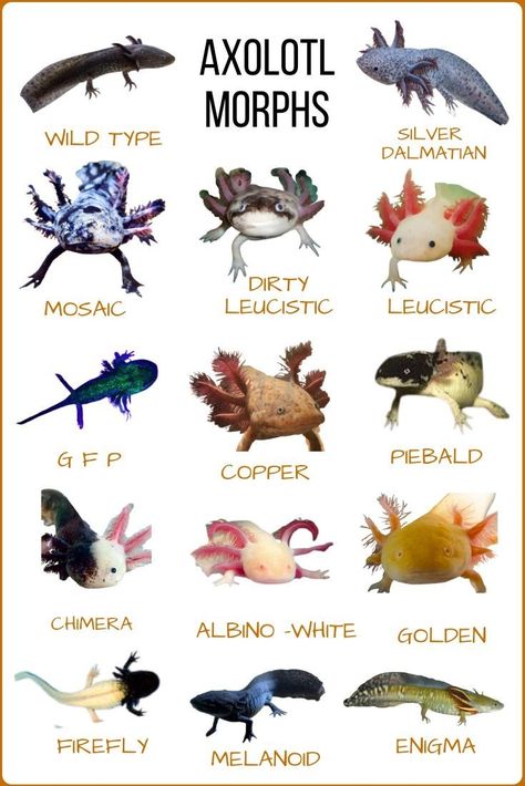 Axolotl Different Colors, Axolotl Colors, Axolotl Poster, Axolotl Stuff, Axolotl Care, Blue Axolotl, Axolotl Tank, Axolotl Cute, Cute Reptiles