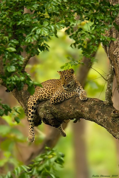 Indian Jungle, Jaguar Animal, Regnul Animal, Exotic Cats, Big Cats Art, Image Chat, Majestic Animals, Cute Wild Animals, African Animals