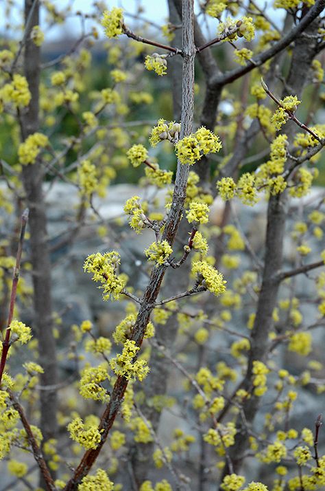 Click to view a full-size photo of Variegated Cornelian Cherry Dogwood (Cornus mas 'Variegata') at Oakland Nurseries Inc Cornus Mas Trees, Scarlet Fire Dogwood, Cornelian Cherry Dogwood, Variegated Red Twig Dogwood, Silky Dogwood, Cornelian Cherry, Cornus Mas, Stellar Pink Dogwood Tree, Patio Trees