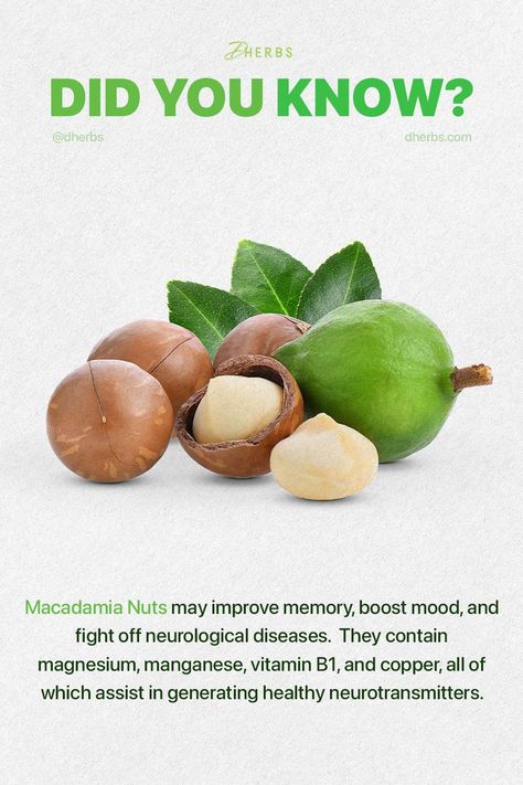 Macadamia Nut Benefits, Nut Benefits, Alternative Medicine Holistic Healing, To Lower Cholesterol, Milk Benefits, Gut Brain, Brain And Heart, Health Heal, Macadamia Nut