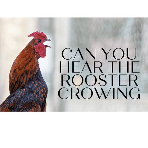 CAN YOU HEAR THE ROOSTER CROWING Reading A Bible, Rooster Crowing, Simon Peter, 50 Is Not Old, Amazon Influencer, Asking For Forgiveness, The Rooster, Bible Plan, High Priest