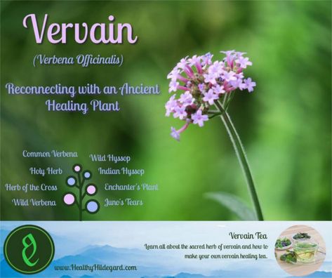 Infographic vervain health benefits and uses Vervain Tea Benefits, Vervain Benefits, Plants Benefits, Oil Infusion, Ancient Healing, Medicinal Garden, Medical Herbs, Healing Tea, Medicinal Herb