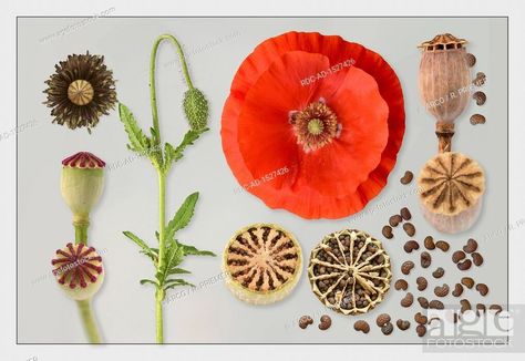 common poppy, corn poppy, corn rose, field poppy, Flanders poppy, red poppy, Bud, Flower, seed pods, Stock Photo, Picture And Rights Managed Image. Pic. RDC-AD-1527426 | agefotostock Corn Poppy, Poppy Seed Pods Drawing, Poppy Botanical, Poppy Seed Heads, Poppy Seed Heads Watercolour, Flanders Poppy, Growing Poppies, Poppy Photo, Macro Photography Nature