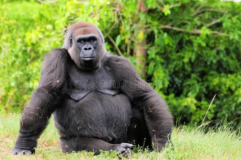 Female Gorilla. Lowland gorilla sitting and enjoying a sunny day, in a South Flo #Sponsored , #SPONSORED, #ad, #Lowland, #Female, #sitting, #gorilla Gorilla Sitting, Female Gorilla, King Kong, Poster Template, Sunny Day, South Florida, Animal Pictures, Sunny Days, Stock Images Free