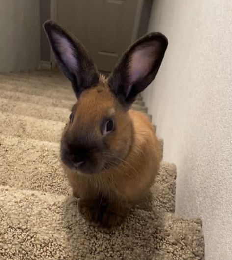 Cinnamon Rabbit, Cinnamon Bunny, Best Friend, Cinnamon, Best Friends, Cute Animals, Animals