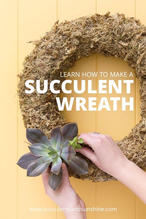 Watering Succulents, Succulent Wreaths, Succulent Wreath Diy, Succulent Diy, How To Water Succulents, Diy Succulent Terrarium, Succulent Decor, Living Wreath, Christmas Garden Decorations