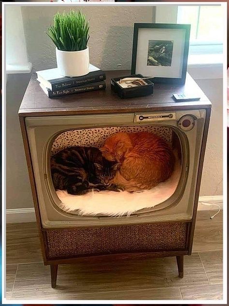 Looking for creative cat bed ideas to spoil your feline friend? Check out these 15 unique and cozy options that your cat will love! From DIY projects to stylish designs, this collection has something for every cat owner. Give your furry companion the ultimate lounging experience with these top cat bed ideas. Dorm Cat Setup, Boho Cat Room, Cat Accessories Aesthetic, Aesthetic Cat Tower, Cat Bed Aesthetic, Cat Corner Ideas, Diy Cat Beds, Tv Cat Bed, Cat Room Ideas Small Spaces