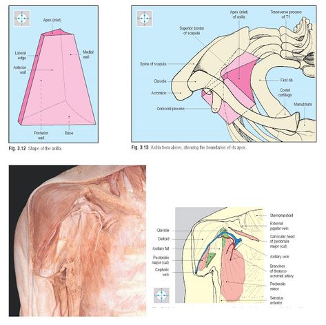 Axilla Anatomy   The axilla is the space between the root of the upper limb and the chest wall. It is traversed by the principal vessels ... Axillary Lymph Nodes, Axillary Artery, Limb Anatomy, Upper Limb Anatomy, Thoracic Duct, Brachial Plexus, Subclavian Artery, Biceps Brachii, Medicine Notes