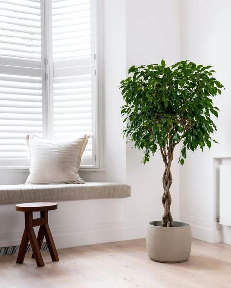 Real Indoor Plants, House Plant Tree, Weeping Fig Tree Indoor, Ficus Exotica, Weeping Fig Tree, Indoor Plants Styling, Weeping Fig, Ficus Benjamina, Large Indoor Plants