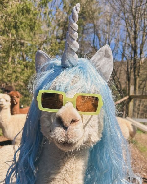 Bet you’ve never seen a unicorn that is this cute! Picture of Bahia the alpaca Farm Updates 🦙 Free mini farm tours April 20,2024 from 10-4 All other dates, please get tickets on our website Open 5 days a week #toocute #unicorn #petlovers #pets #petsarefamily #alpaca Alpaca Stuffed Animal, Farm Visit, Alpaca Farm, Cute Alpaca, Llama Alpaca, Farm Tour, Cute Picture, Mini Farm, April 20