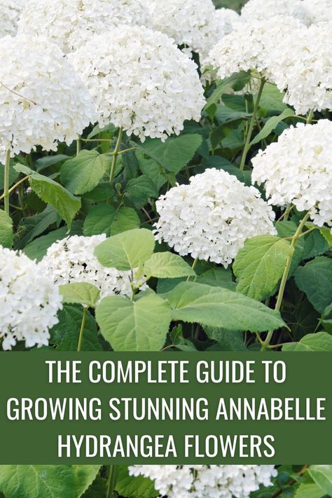 Annabelle Hydrangea Care, Best Time To Plant Hydrangeas, Front Of House Garden Bed, Annabelle Hydrangea Companion Plants, Annabelle Hydrangea Landscaping, Annabelle Hydrangea Front Of House, Hydrangea Bush Landscaping, Incrediball Hydrangea Landscaping, Hydrangeas In Front Of House